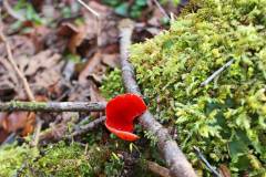 Pilz am Wanderweg