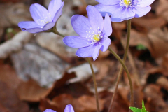 Leberblümchen