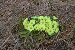 Stängellose-Schlüsselblume