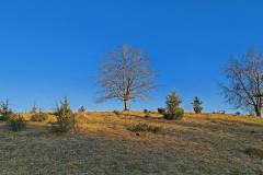 Albhochfläche - Wacholderheide