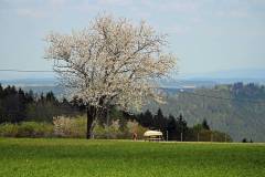 Kirschbaumblüte auf dem Purpen