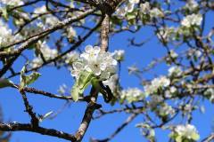 Kirschblüte