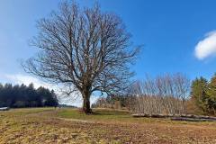 Linde am Abstieg ins Heubachtal