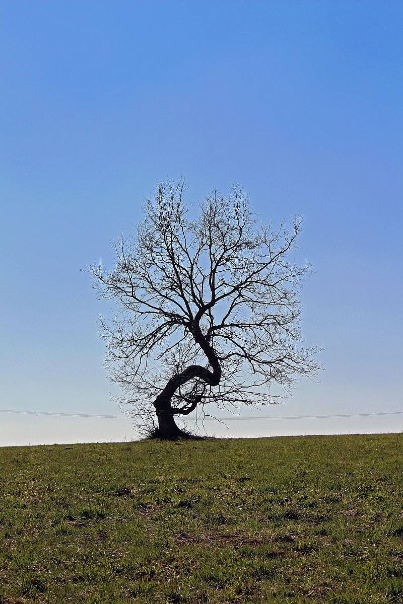 Knorriger Baum