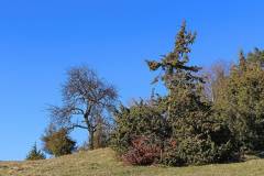 Naturschutzgebiet Roschbach