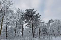 Wintermärchen - Weg zum Zeller Horn