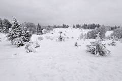 Wintermärchen - Rückweg - Wacholderheide