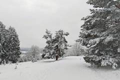 Wintermärchen - Rückweg - Wacholderheide